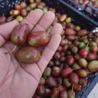 Minikiwi 'Ken's Red'