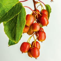 Minikiwi 'Ken's Red'