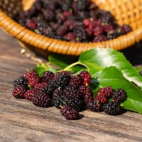 Mullbär MOJO BERRY ('Matsunaga'PBR)