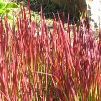 Japanskt blodgräs 'Red Baron'