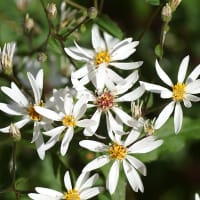 Perennpaket 2, skuggigt