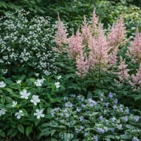 Perennpaket 2, skuggigt