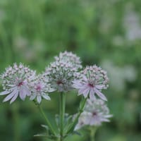 Perennpaket 4, halvskugga