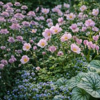 Perennpaket 4, halvskugga