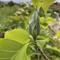 Poppelmagnolia 'Blue Opal'