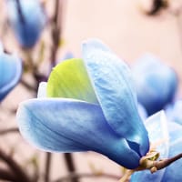 Poppelmagnolia 'Blue Opal'
