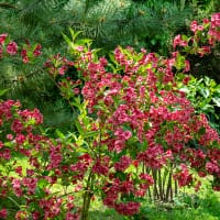 Prakttry 'Bristol Ruby'