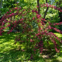Prakttry 'Bristol Ruby'