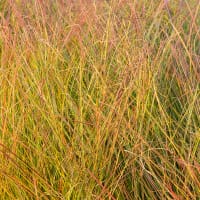 Fasanfjädergräs 'Sirocco' 