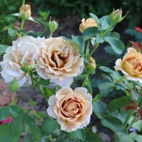 Barrtoad Ros 'Honey Dijon'