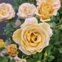 Barrtoad Ros 'Honey Dijon'