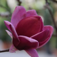 Rosenmagnolia 'Genie'PBR