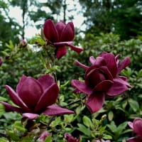 Rosenmagnolia 'Genie'PBR
