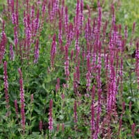Stäppsalvia 'Amethyst'