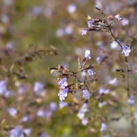 Stenkyndel 'Blue Cloud',
