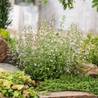 Stenkyndel 'Blue Cloud',