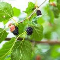 Svart mullbär 'Mulle' E