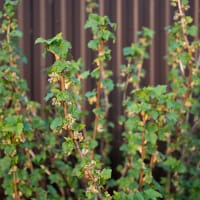 Svarta vinbär BALSGÅRD MARTIN® E ('SLUBGD3001')