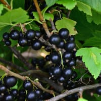 Svarta vinbär BALSGÅRD MARTIN® E ('SLUBGD3001')