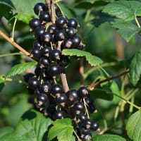 Svarta vinbär 'Öjebyn' E