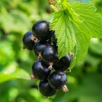 Svarta vinbär 'Öjebyn' E