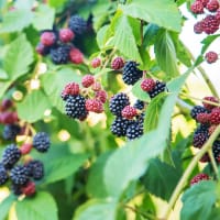 Trädgårdsbjörnbär 'Loch Tay'PBR E