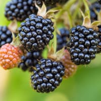 Trädgårdsbjörnbär 'Loch Tay'PBR E