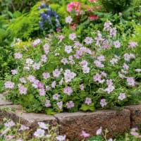 Trädgårdsnäva DREAMLAND ('Bremdream'PBR)