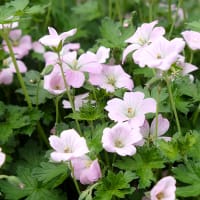 Trädgårdsnäva DREAMLAND ('Bremdream'PBR)