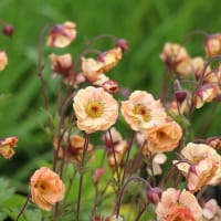 Trädgårdsnejlikrot 'Pretticoats peach' ('Tngeupp'PBR)