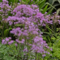 Trädgårdsruta 'Black Stockings'