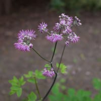 Trädgårdsruta 'Black Stockings'