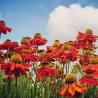 Trädgårdssolbrud 'Moerheim Beauty'