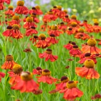 Trädgårdssolbrud 'Moerheim Beauty'