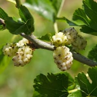 Vitt mullbär 'Visborg'