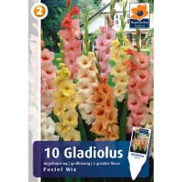 Gladiolus Pastel Mix