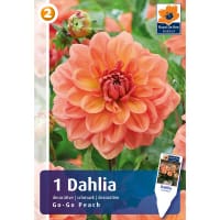 Dahlia 'Go-Go Peach'