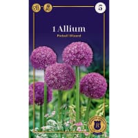 Allium 'Pinball Wizard'