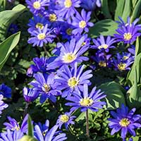 Balkansippa 'Blue Shade' - Blomsterlök för höstplantering