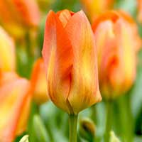 Tulpan 'Orange Breeze' - Blomsterlök för höstplantering - dr