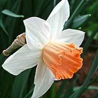 Narciss 'Accent - Blomsterlök för höstplantering - dr