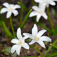 Vårstjärna, -stor 'Alba' - Blomsterlök för höstplantering