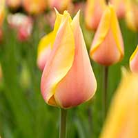 Tulpan 'Blushing Beauty' - Blomsterlök för höstplantering - dr
