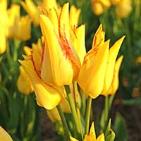 Tulpan 'Royal Georgette' - Blomsterlök för höstplantering - dr
