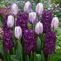 Tulpan-och hyacintmix Deep Purple mix - Blomsterlök