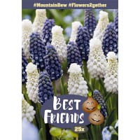 Lökmix 'Mountain Dew'