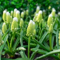 Pärlhyacint 'Lady Madonna'