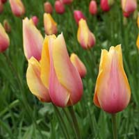 Tulpan 'Blushing Beauty' - Blomsterlök för höstplantering - dr