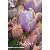 Mjultifloratulpan Blue Heaven - AI