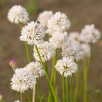 Papperslök 'Graceful'